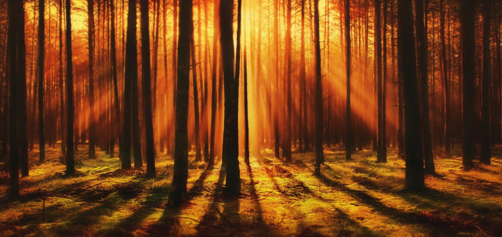 Sonnenaufgang im Wald